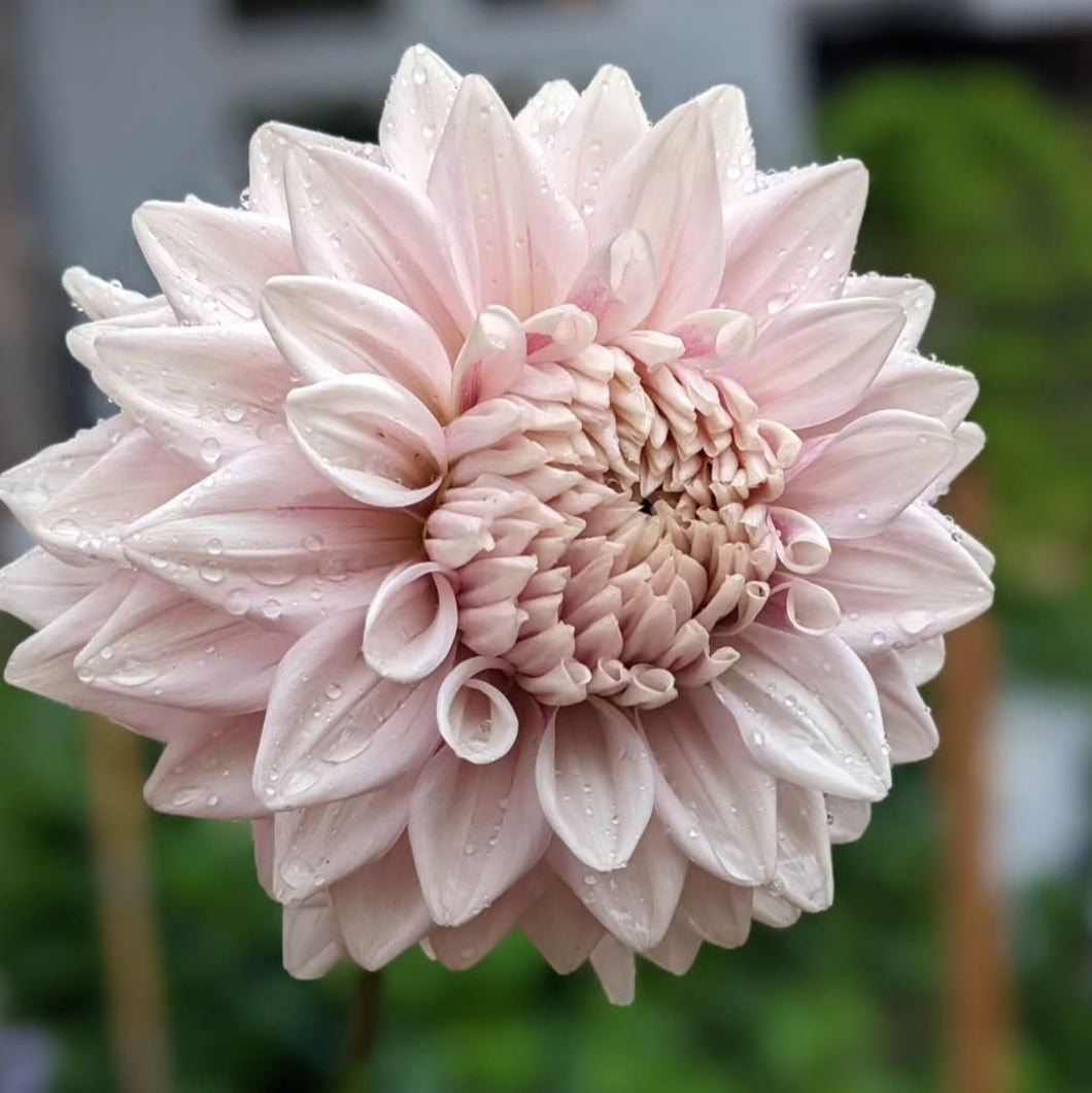 Natalie's Dress Dahlia Tuber - NATD