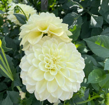 Load image into Gallery viewer, Caramel Antique Dahlia Tuber - CRAN

