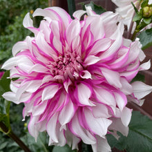Load image into Gallery viewer, Radegast Dahlia Tuber - RDGS
