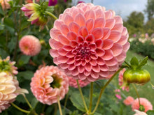 Load image into Gallery viewer, Nathalie G Dahlia Tuber - NATG
