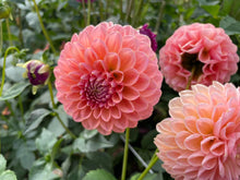 Load image into Gallery viewer, Nathalie G Dahlia Tuber - NATG
