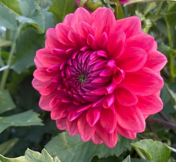 Bowser Tash Dahlia Tuber - BWTS