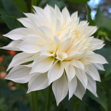 Load image into Gallery viewer, Ash Hilly Dahlia Tuber - ASHH
