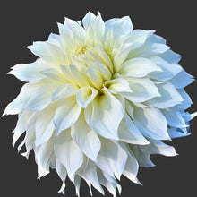Load image into Gallery viewer, Ash Hilly Dahlia Tuber - ASHH
