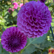 Load image into Gallery viewer, Robann Royal Dahlia Tuber
