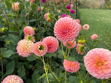 Load image into Gallery viewer, Nathalie G Dahlia Tuber - NATG
