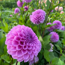 Load image into Gallery viewer, Robann Regal Dahlia Tuber - ROBR
