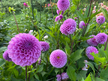 Load image into Gallery viewer, Robann Regal Dahlia Tuber - ROBR

