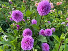 Load image into Gallery viewer, Robann Regal Dahlia Tuber - ROBR
