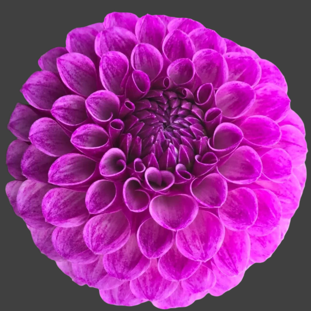 Robann Royal Dahlia Tuber