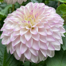 Load image into Gallery viewer, Van Isle Powder Dahlia Tuber - VIPWD
