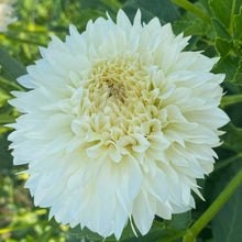 Load image into Gallery viewer, Gitts Attention Dahlia Tuber - GTTA

