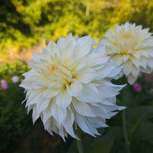 Load image into Gallery viewer, Ash Hilly Dahlia Tuber - ASHH
