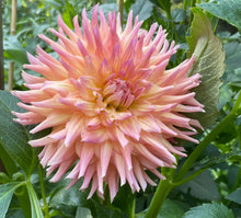 Load image into Gallery viewer, Hilltop Lost Treasure Dahlia Tuber - HTLT

