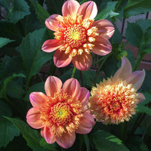 Load image into Gallery viewer, Sandia Brocade Dahlia Tuber - SNDB
