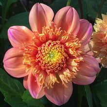 Load image into Gallery viewer, Sandia Brocade Dahlia Tuber - SNDB
