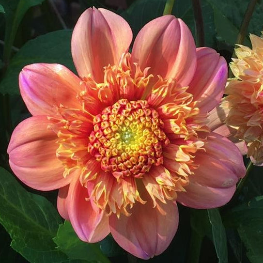 Sandia Brocade Dahlia Tuber - SNDB