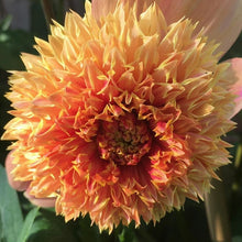 Load image into Gallery viewer, Sandia Brocade Dahlia Tuber - SNDB

