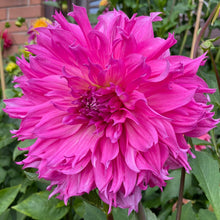 Load image into Gallery viewer, Elsie Huston Dahlia Tuber - ELHS
