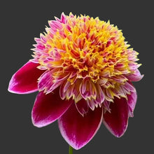Load image into Gallery viewer, Bees' Choice! Anemone Dahlias (6 Tuber Pack)
