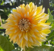 Load image into Gallery viewer, Cable Bay Lemon Spot Dahlia Tuber - CBLMS
