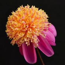 Load image into Gallery viewer, Bees' Choice! Anemone Dahlias (6 Tuber Pack)
