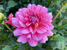 Load image into Gallery viewer, Southern Belle Dahlia Tuber - SBEL
