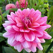 Load image into Gallery viewer, Southern Belle Dahlia Tuber - SBEL
