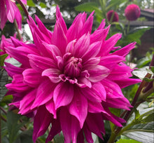Load image into Gallery viewer, Van Isle Hardy Dahlia Tuber - VIHDY
