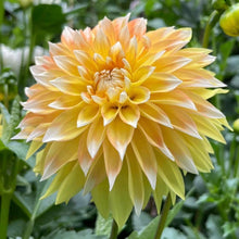 Load image into Gallery viewer, Cable Bay Lemon Spot Dahlia Tuber - CBLMS
