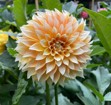 Load image into Gallery viewer, Cable Bay Lemon Spot Dahlia Tuber - CBLMS
