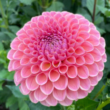 Load image into Gallery viewer, Jowey Winnie Dahlia Tuber - JWYW
