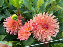 Load image into Gallery viewer, Hilltop Lost Treasure Dahlia Tuber - HTLT
