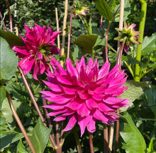 Load image into Gallery viewer, Van Isle Hardy Dahlia Tuber - VIHDY
