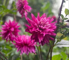 Load image into Gallery viewer, Van Isle Hardy Dahlia Tuber - VIHDY

