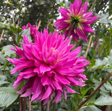 Load image into Gallery viewer, Van Isle Hardy Dahlia Tuber - VIHDY
