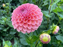 Load image into Gallery viewer, Jowey Winnie Dahlia Tuber - JWYW
