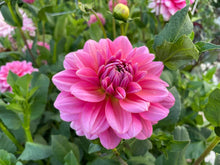 Load image into Gallery viewer, Southern Belle Dahlia Tuber - SBEL
