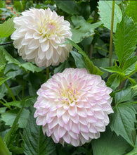 Load image into Gallery viewer, Van Isle Powder Dahlia Tuber - VIPWD
