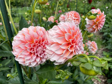 Load image into Gallery viewer, Peaches N' Cream Dahlia Tuber - PNC
