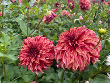 Load image into Gallery viewer, Harvey Koop Dahlia Tuber - HVK
