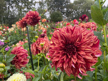 Load image into Gallery viewer, Harvey Koop Dahlia Tuber - HVK
