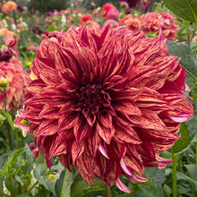 Load image into Gallery viewer, Harvey Koop Dahlia Tuber - HVK
