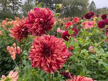 Load image into Gallery viewer, Harvey Koop Dahlia Tuber - HVK
