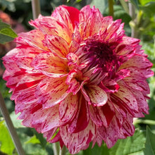 Load image into Gallery viewer, Bowser Candy Kiss Dahlia Tuber - BWCK
