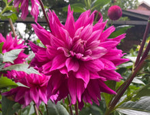 Load image into Gallery viewer, Van Isle Hardy Dahlia Tuber - VIHDY
