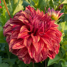 Load image into Gallery viewer, Harvey Koop Dahlia Tuber - HVK
