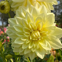 Load image into Gallery viewer, Bowser Butter Dahlia Tuber - BWBT
