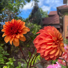 Load image into Gallery viewer, Van Isle Mandarin Dahlia Tuber - VIMND
