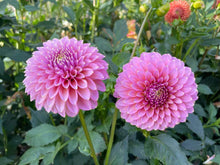 Load image into Gallery viewer, Skipley Spot of Gold Dahlia Tuber - SSGLD
